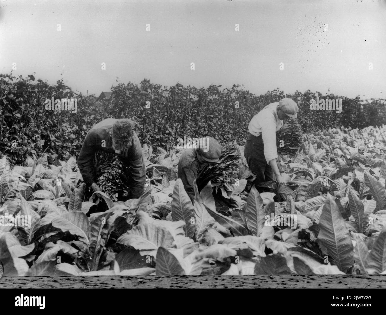 Image of harvesting tobacco leaves on a tobacco plantation on the