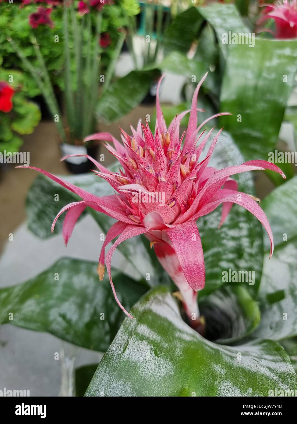 A beautiful bromeliad plants outdoors bromeliads in the garden. Stock Photo
