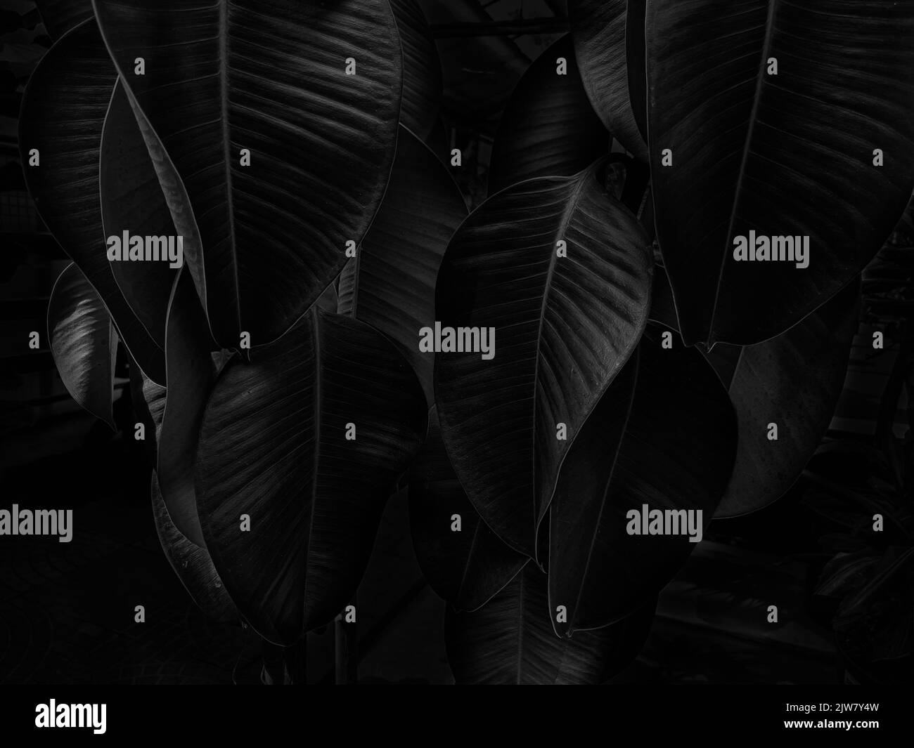 Close up of Green leaf texture Nature background Stock Photo - Alamy