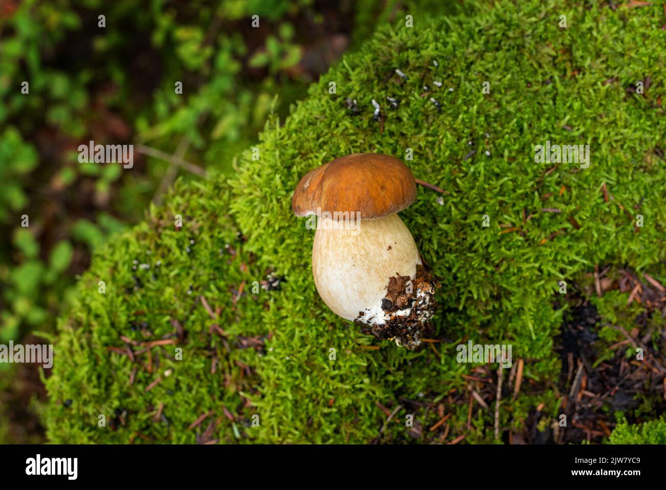 Small boletus mushroom plucked from the ground and placed on a stump with moss Stock Photo
