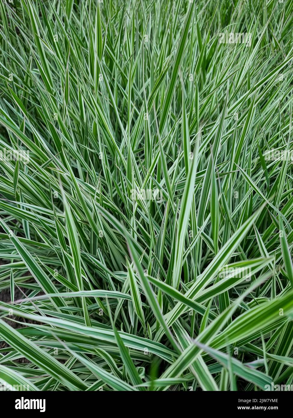 Green grass nature background landscape Element for design Stock Photo ...