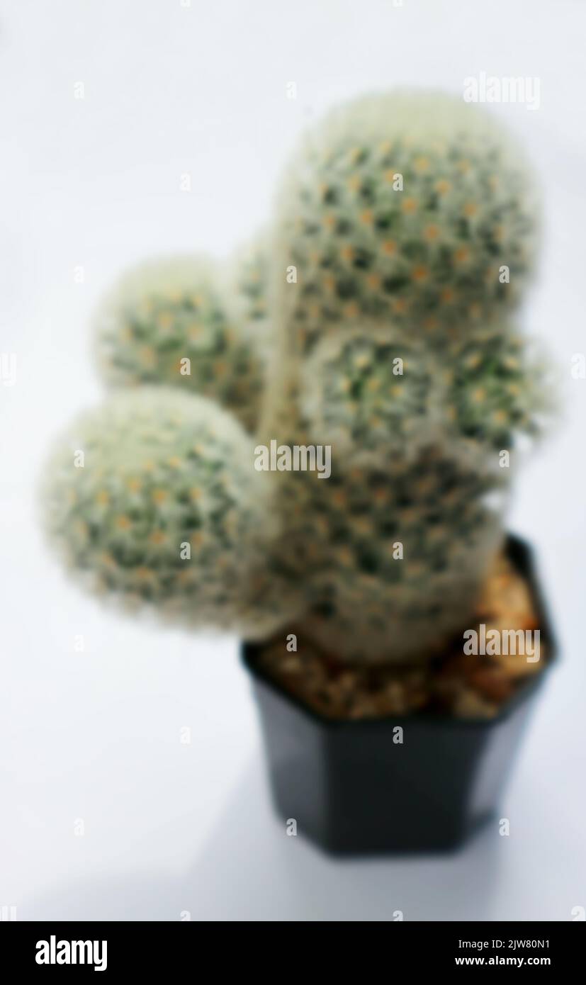 mammillaria ,mammillaria plumosa or cactus plant or succulent in blur background Stock Photo