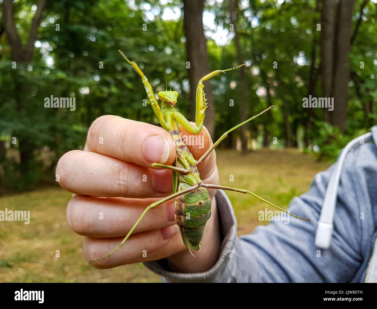 Green praying mantis in the hands close up Stock Photo