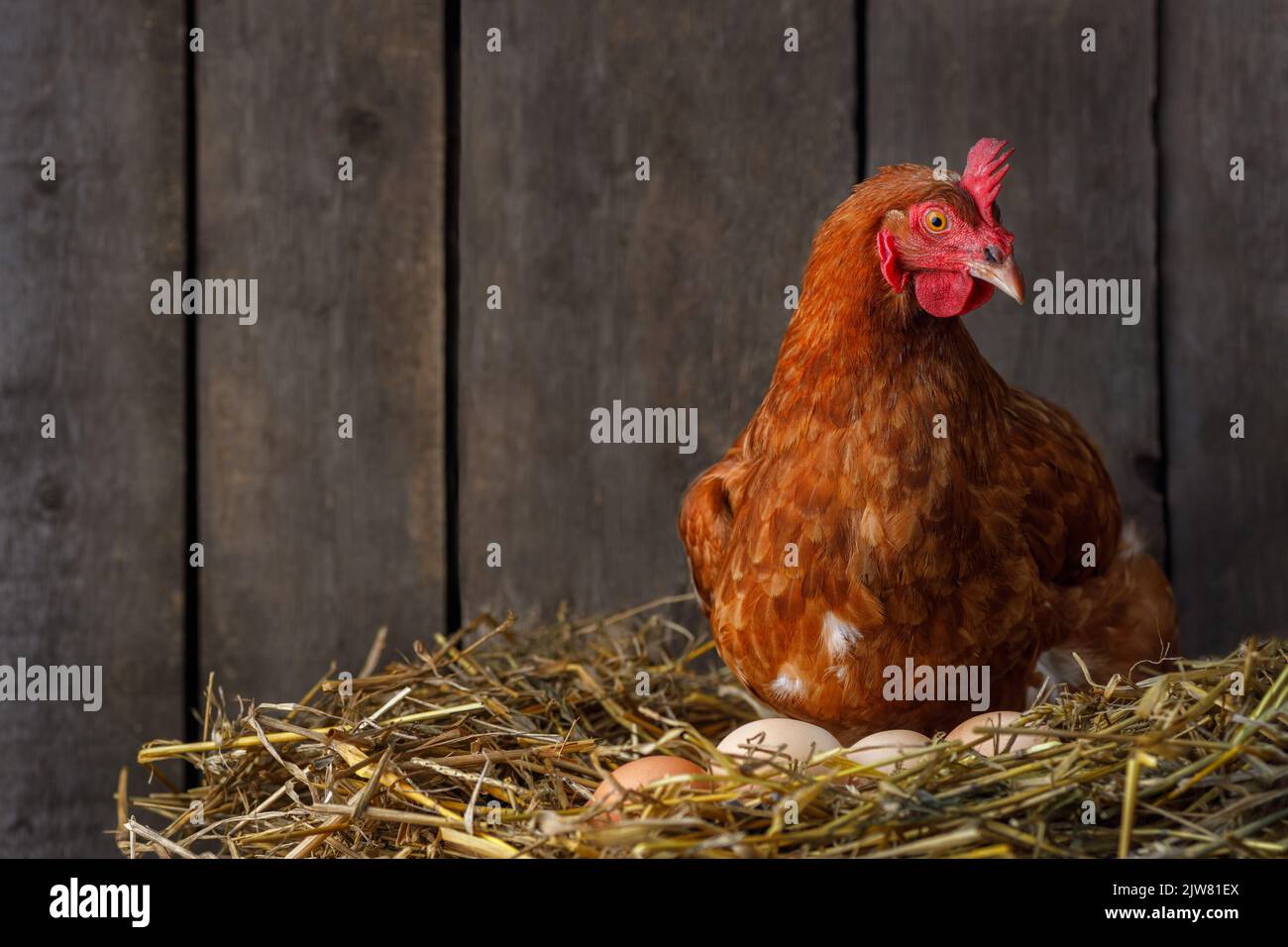 hen hatching eggs in nest of straw inside chicken coop Stock Photo Alamy