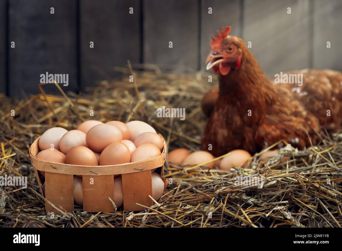 box of eggs with red chicken in dry straw inside a wooden henhouse