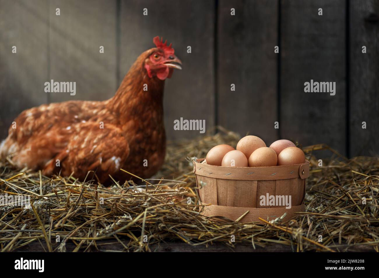 basket of eggs with red chicken in dry straw inside a wooden henhouse Stock Photo