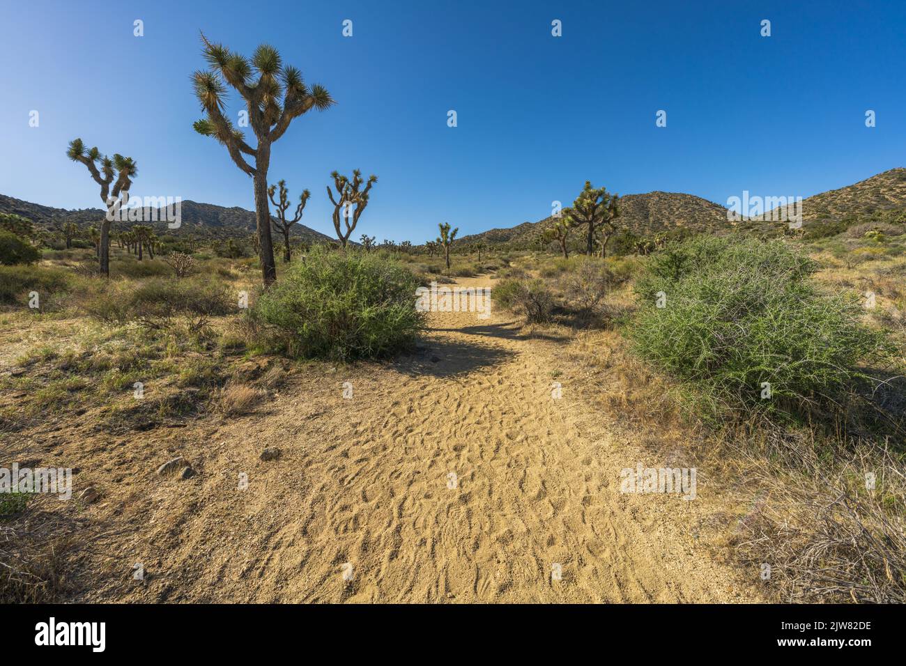 hiking the west side loop trail in black rock canyon, joshua tree