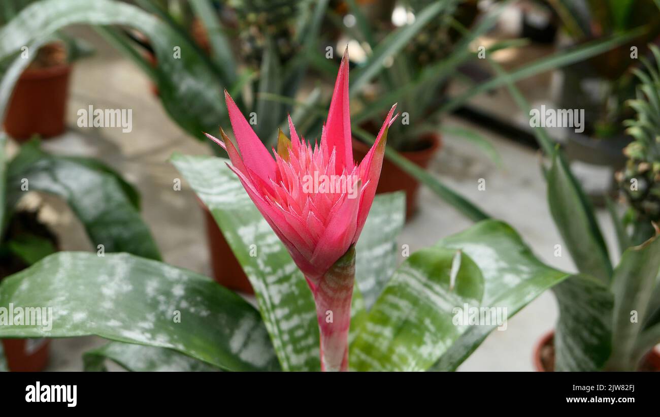 A beautiful bromeliad plants outdoors bromeliads in the garden. Stock Photo