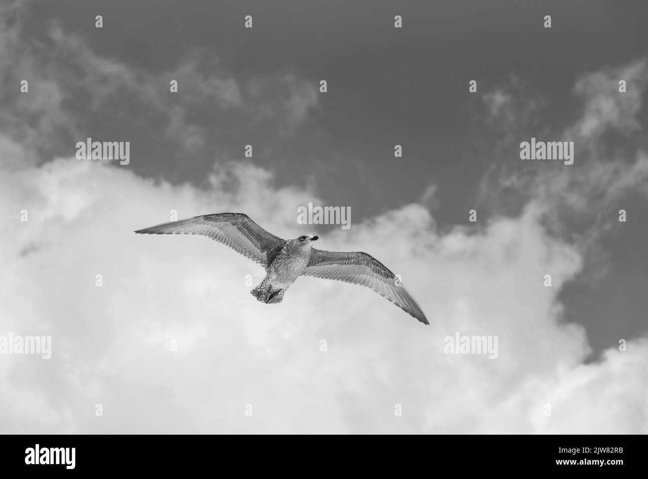 Flying juvenile Herring Gull (Larus argentatus Stock Photo Alamy