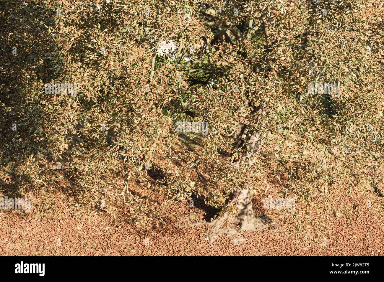 Horse Chestnut (Aesculus hippocastanum) tree in autumn Stock Photo