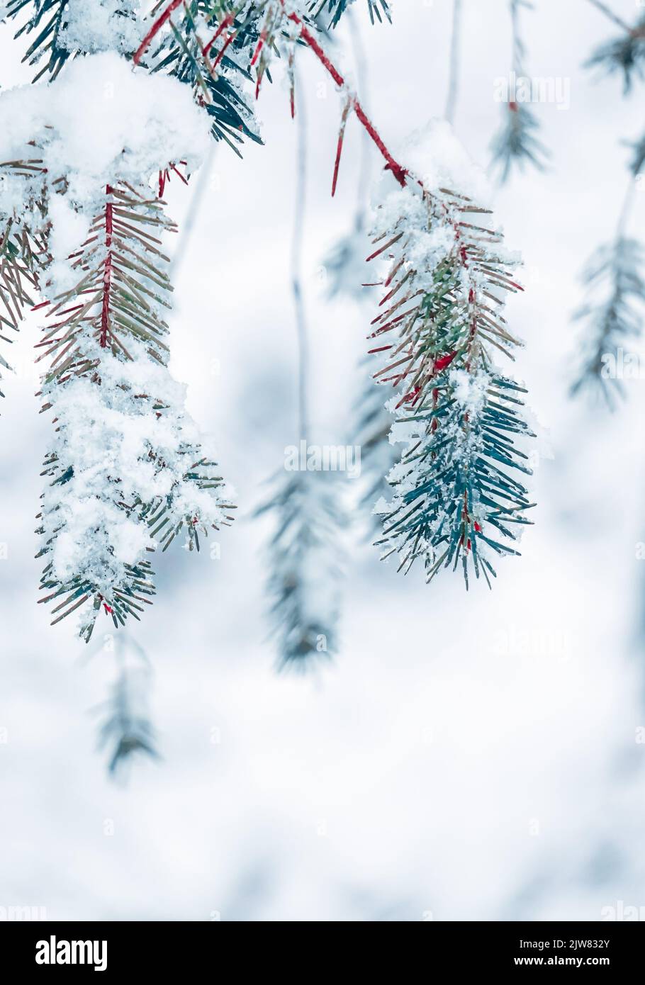 snow on the pine tree leaves in winter season, white background Stock Photo