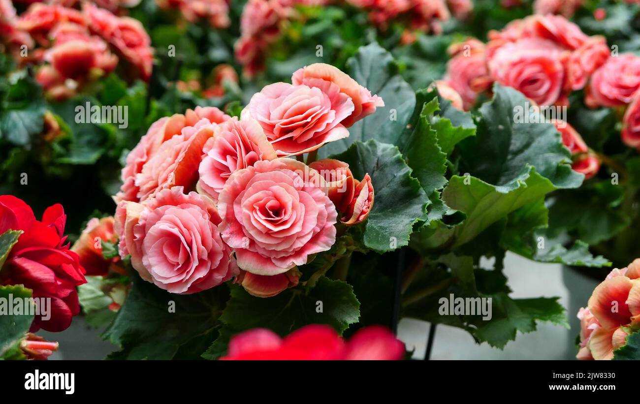 A beautiful begonia flowers outdoors begonias in the garden Stock Photo