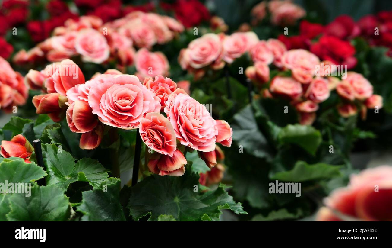 A beautiful begonia flowers outdoors begonias in the garden Stock Photo