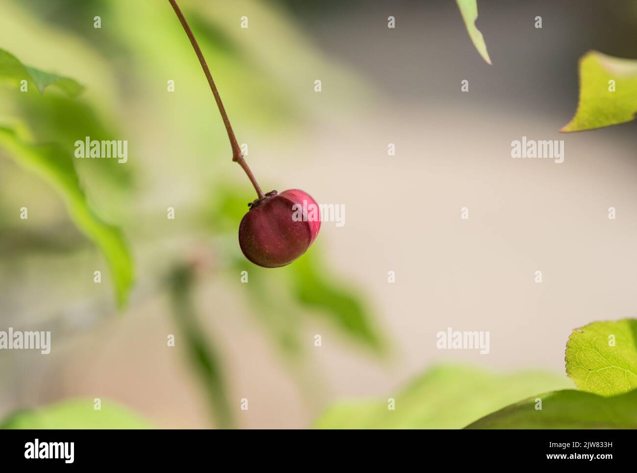 Fruit of a Spindle Tree (Euonymus sp) Stock Photo