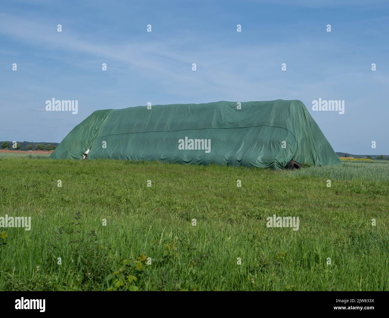 A big green tent in the middle of the sunny meadow Stock Photo - Alamy
