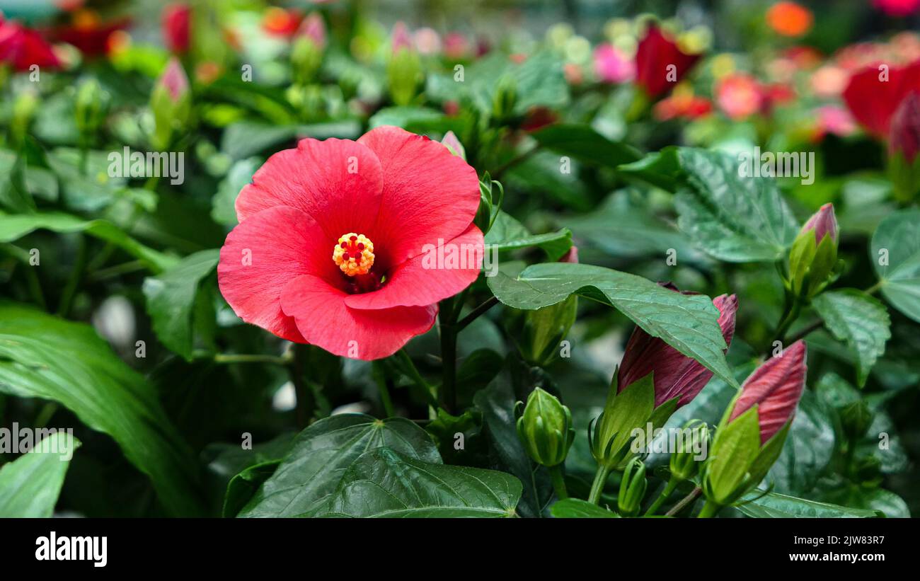Beautiful hibiscus flowers in the greenhouse Stock Photo - Alamy