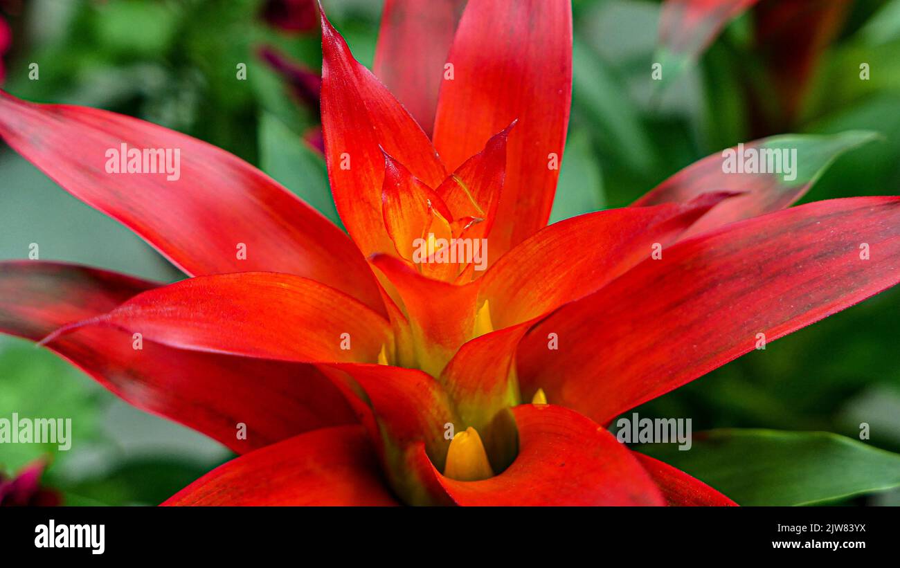 A beautiful bromeliad plants outdoors bromeliads in the garden Stock