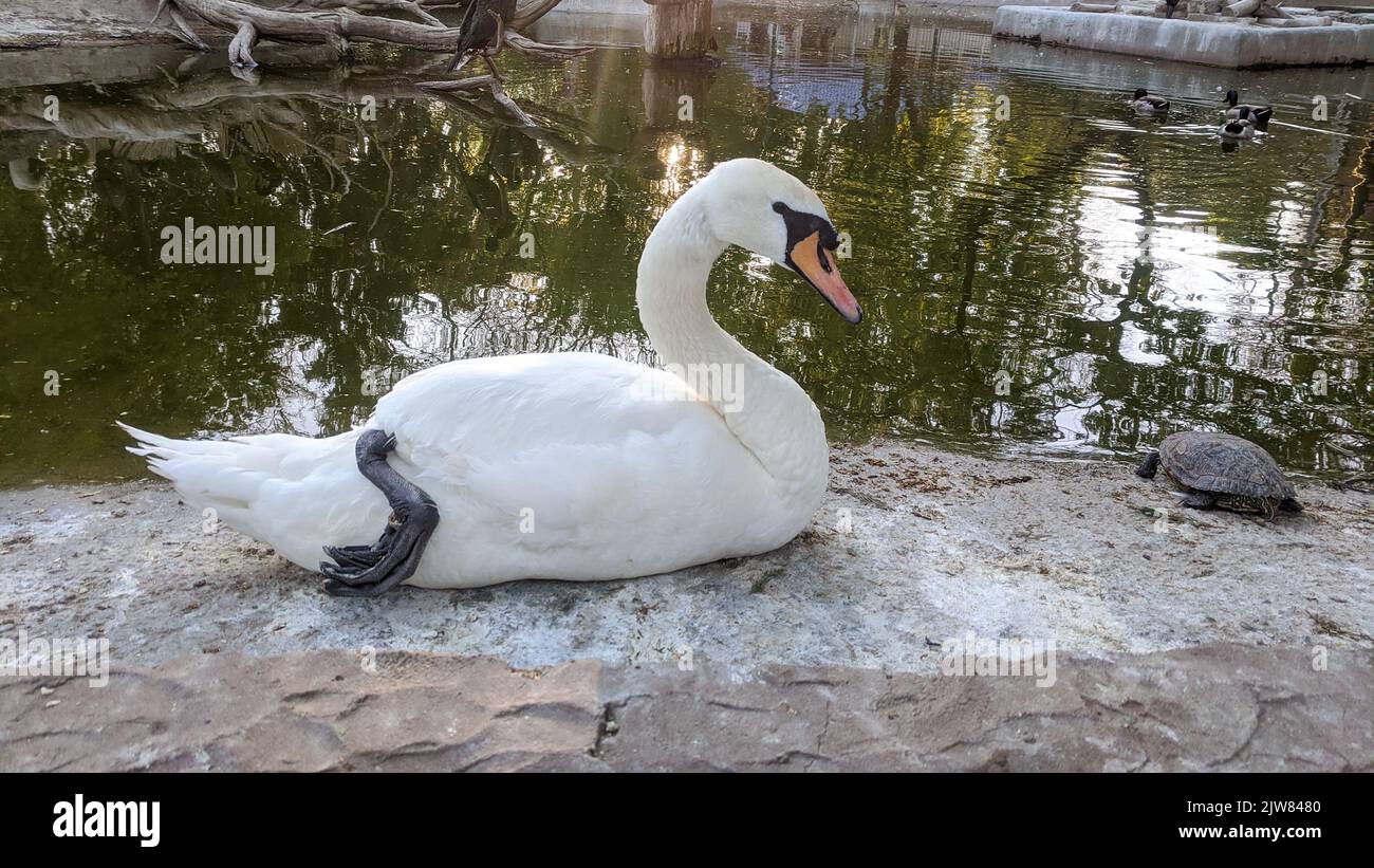 White swan on the lake close up portrait Stock Photo - Alamy