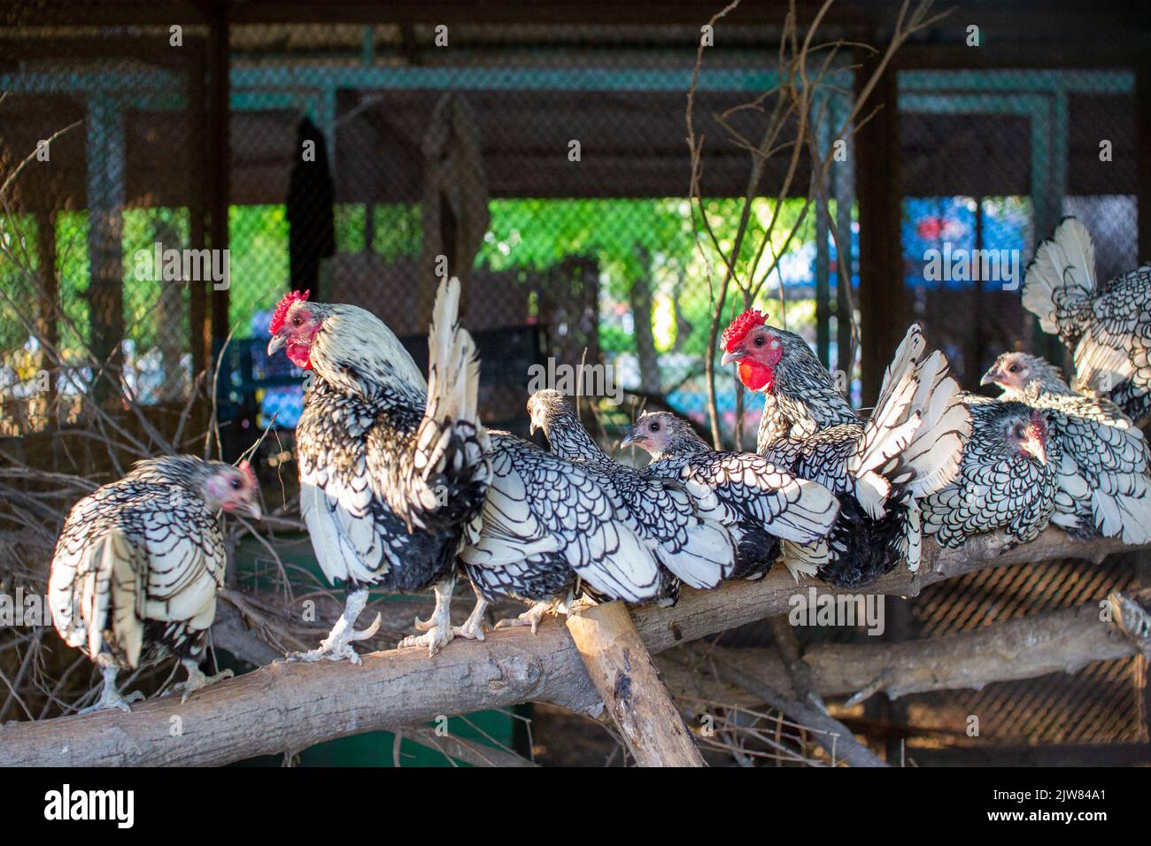 Wyandotte chicken wildlife animal close up portrait in the zoo Stock Photo Alamy