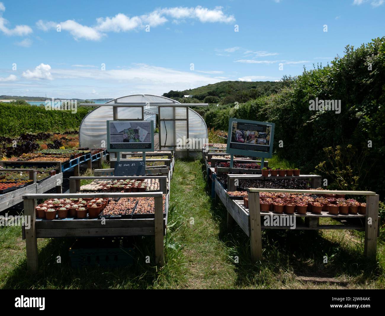 Veronica Farm, Bryher, Isles of Scilly, Cornwall, England, UK. Stock Photo