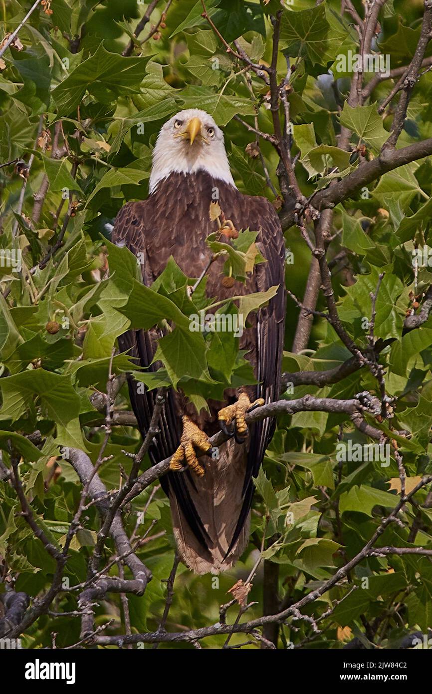 A vertical of a Bald eagle perched on a thin tree branch Stock Photo ...