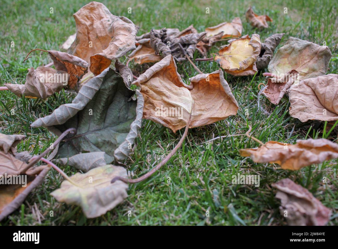 my kiwi tree loses its leaves during autumn Stock Photo Alamy