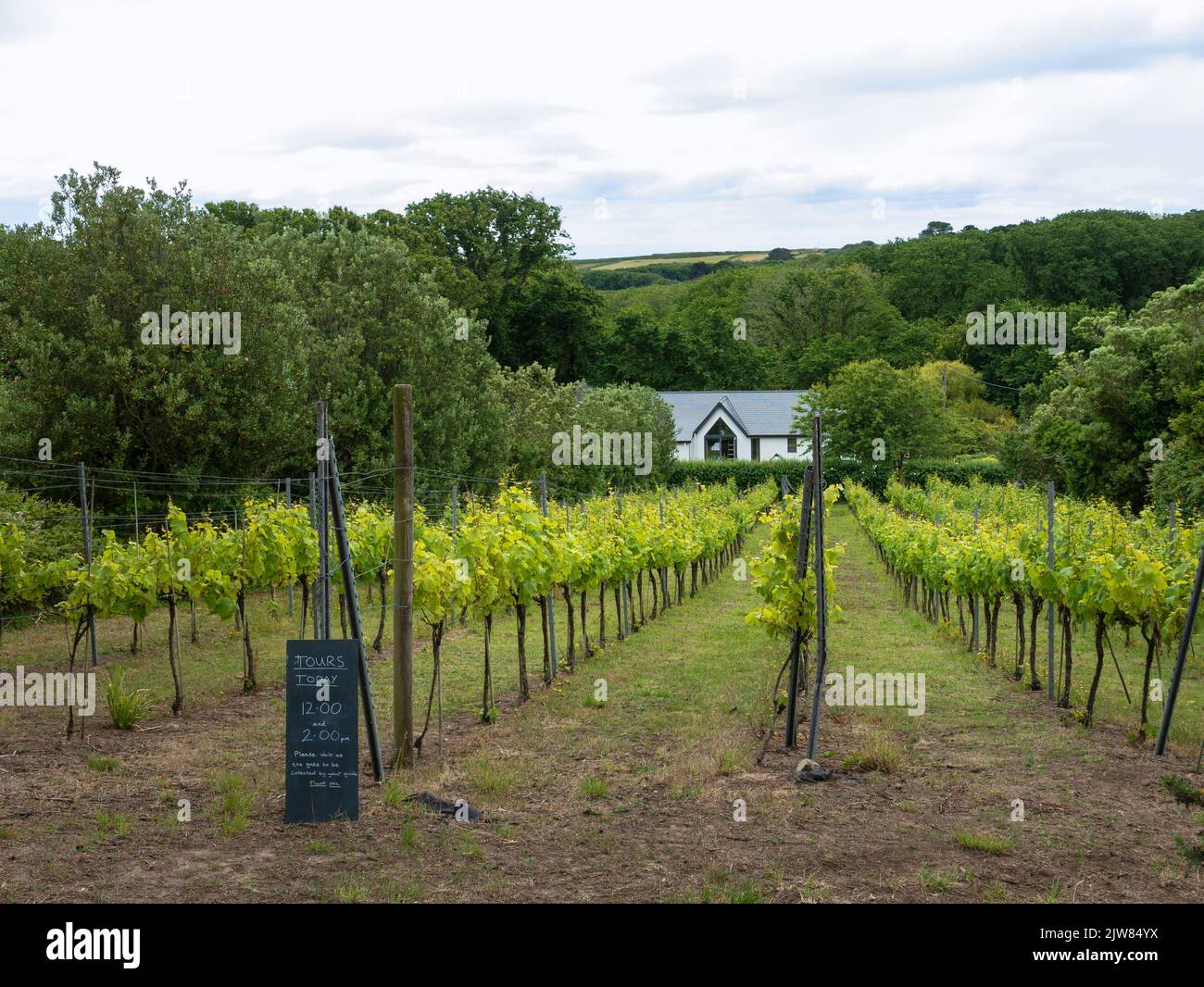 Vines growing at Holy Vale Vineyard, St Mary's, Isles of Scilly, Cornwall, England, UK. Stock Photo