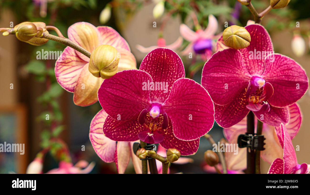 Beautiful phalaenopsis orchids in the greenhouse Stock Photo