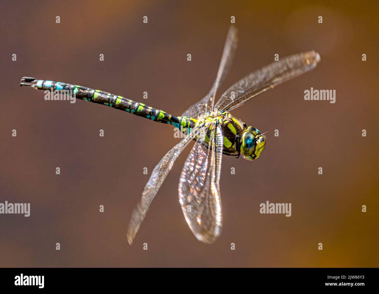 Dragonfly hunting for insects Stock Photo