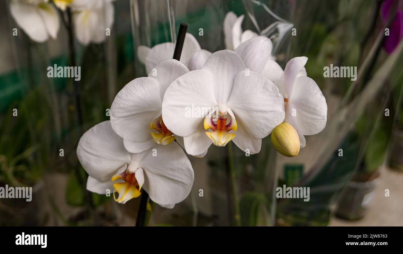 Beautiful phalaenopsis orchids in the greenhouse Stock Photo