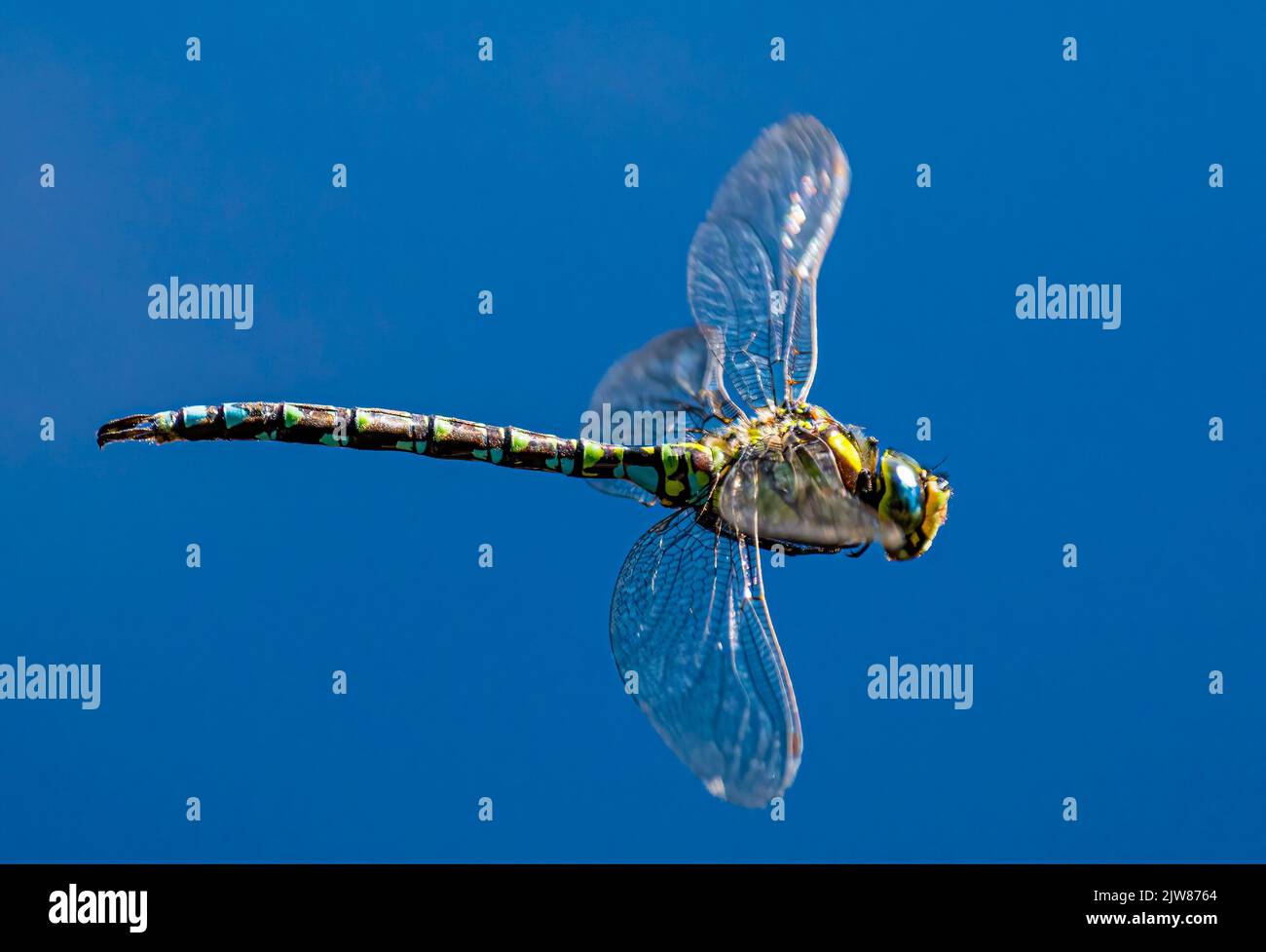 Dragonfly hunting for insects Stock Photo