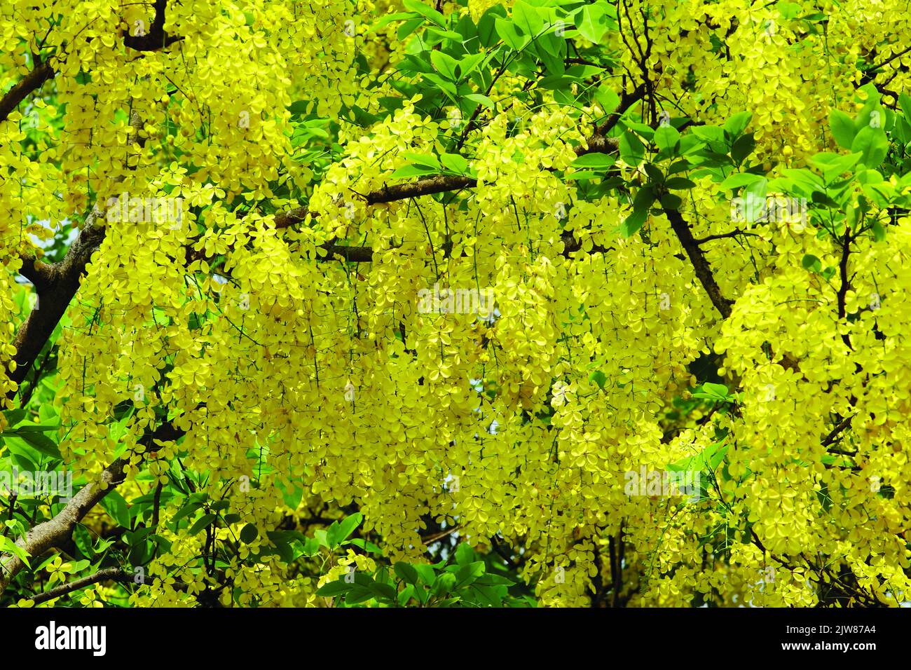 Stock Photo - Yellow Blossom of Cassia Fistula (or Golden Shower Tree) Is Blooming On Season of Summer. Dhaka, Bangladesh Stock Photo
