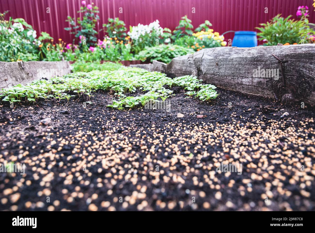 Garden bed in autumn, White Mustard plants growing as green manure and fertilizer, Sinapis alba seeds on the ground Stock Photo