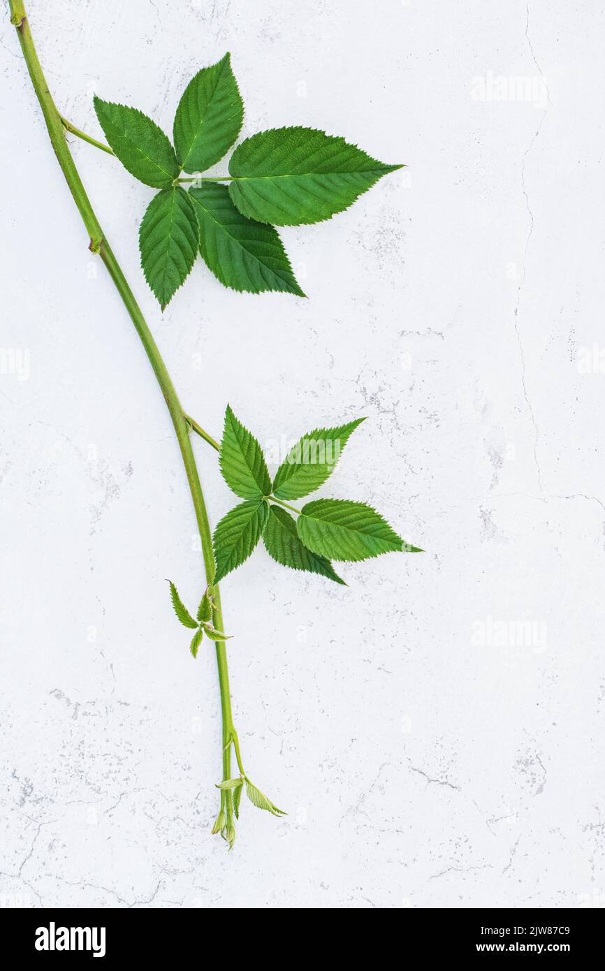 Plant vine with green leaves on white wall background, copy space Stock Photo