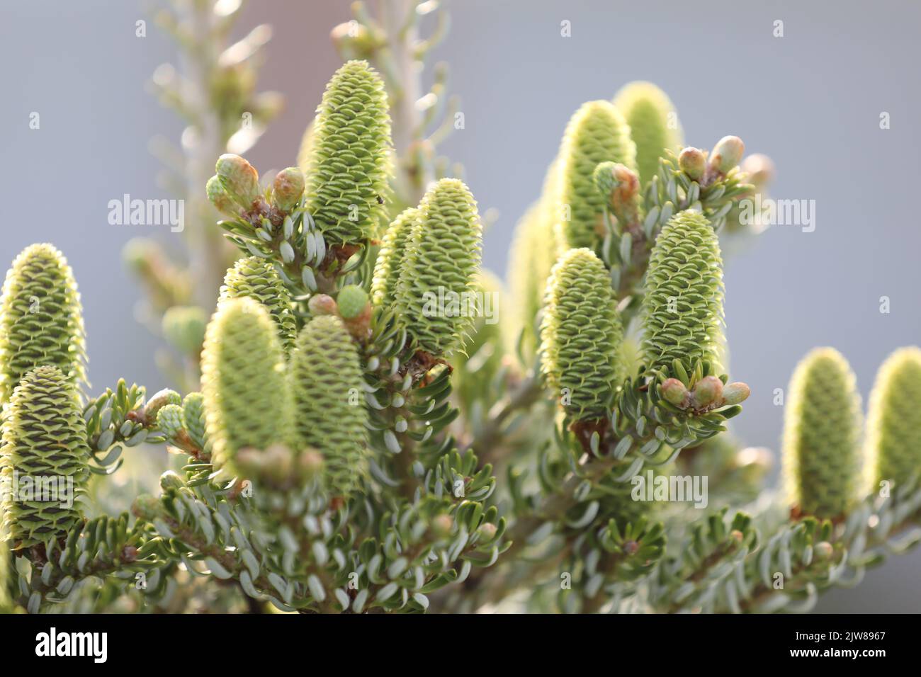 outdoor green nature pattern of pine branches Stock Photo - Alamy