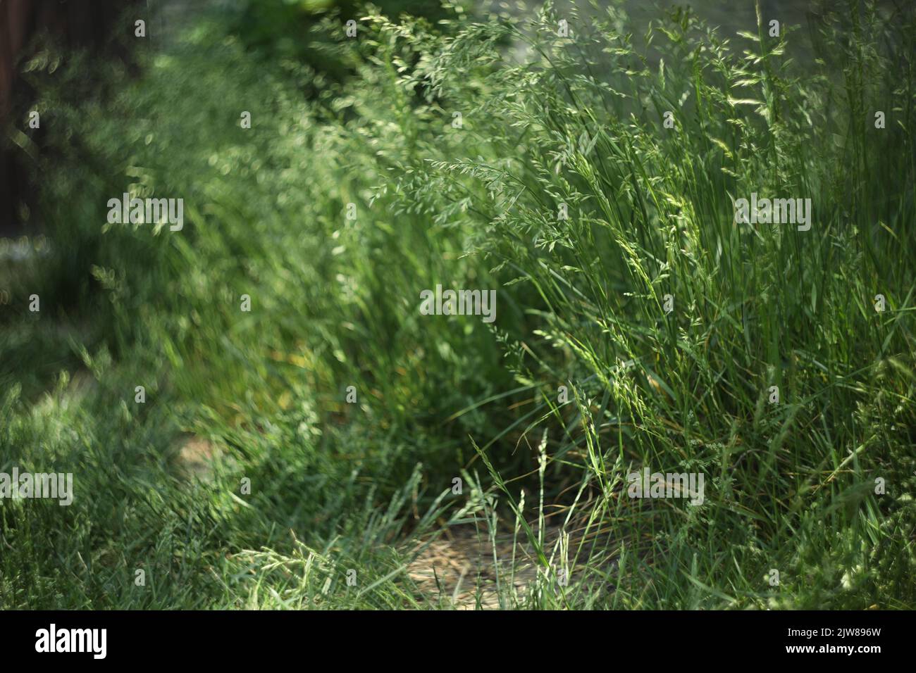 green grass background pattern. summer meadow with green grass Stock ...