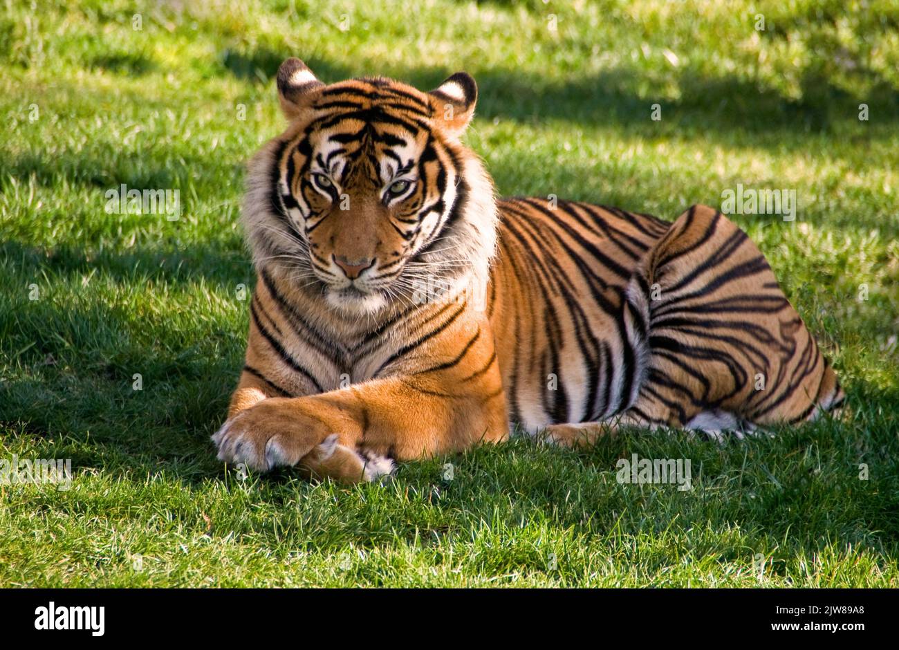 Portrait of a Royal Bengal Tiger alert and Staring at the Camera. National Animal of Bangladesh Stock Photo