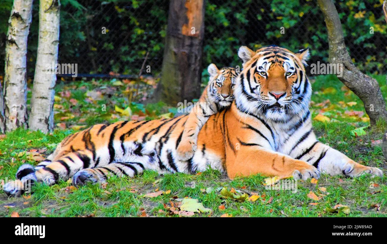 Stock Photo - Portrait of a Royal Bengal Tiger with Little Tiger alert and Staring at the Camera. National Animal of Bangladesh Stock Photo