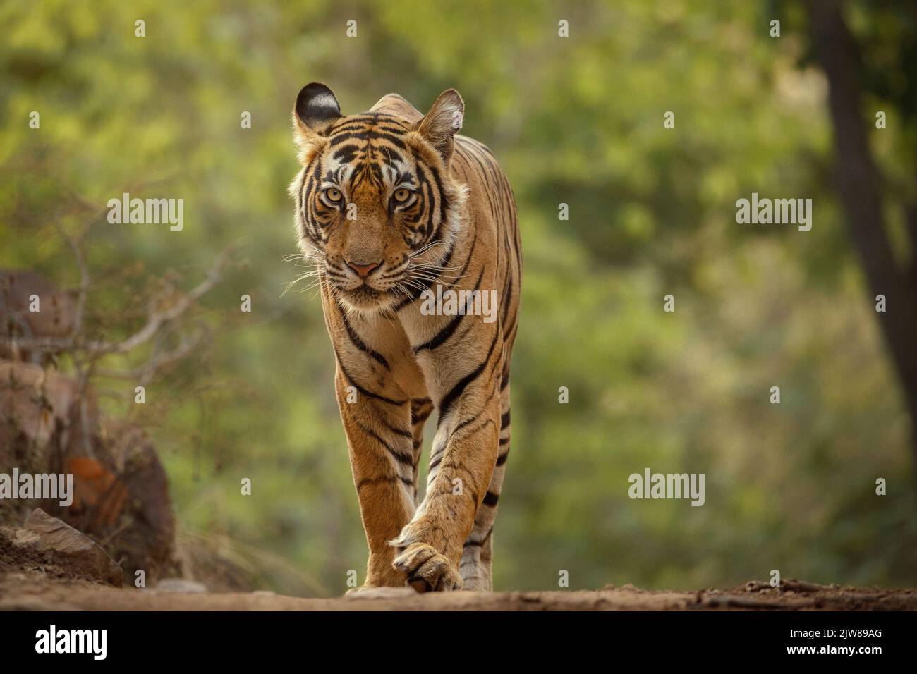 Stock Photo - Portrait of a Royal Bengal Tiger alert and Staring at the Camera. National Animal of Bangladesh Stock Photo