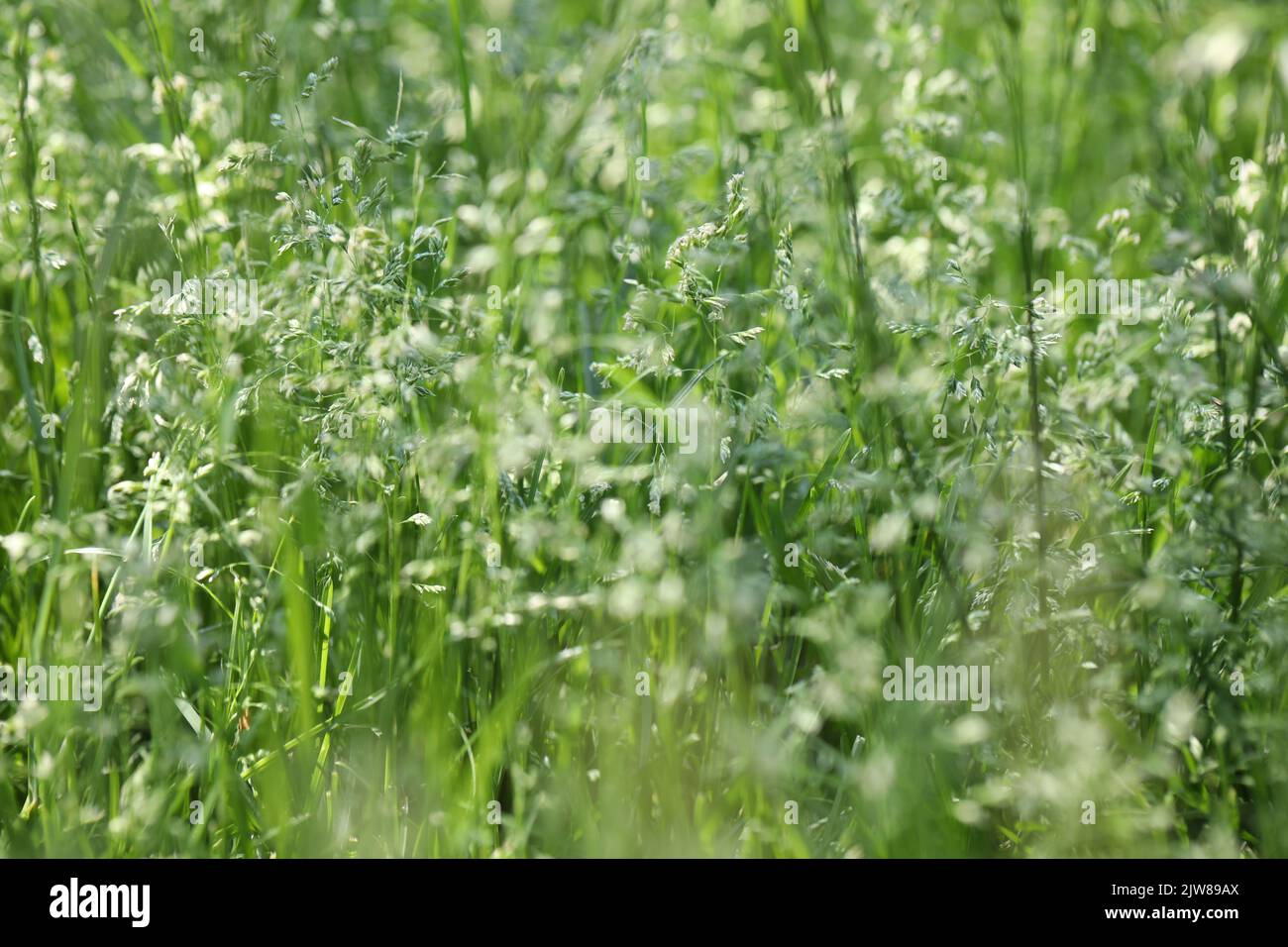 green grass background pattern. summer meadow with green grass Stock ...