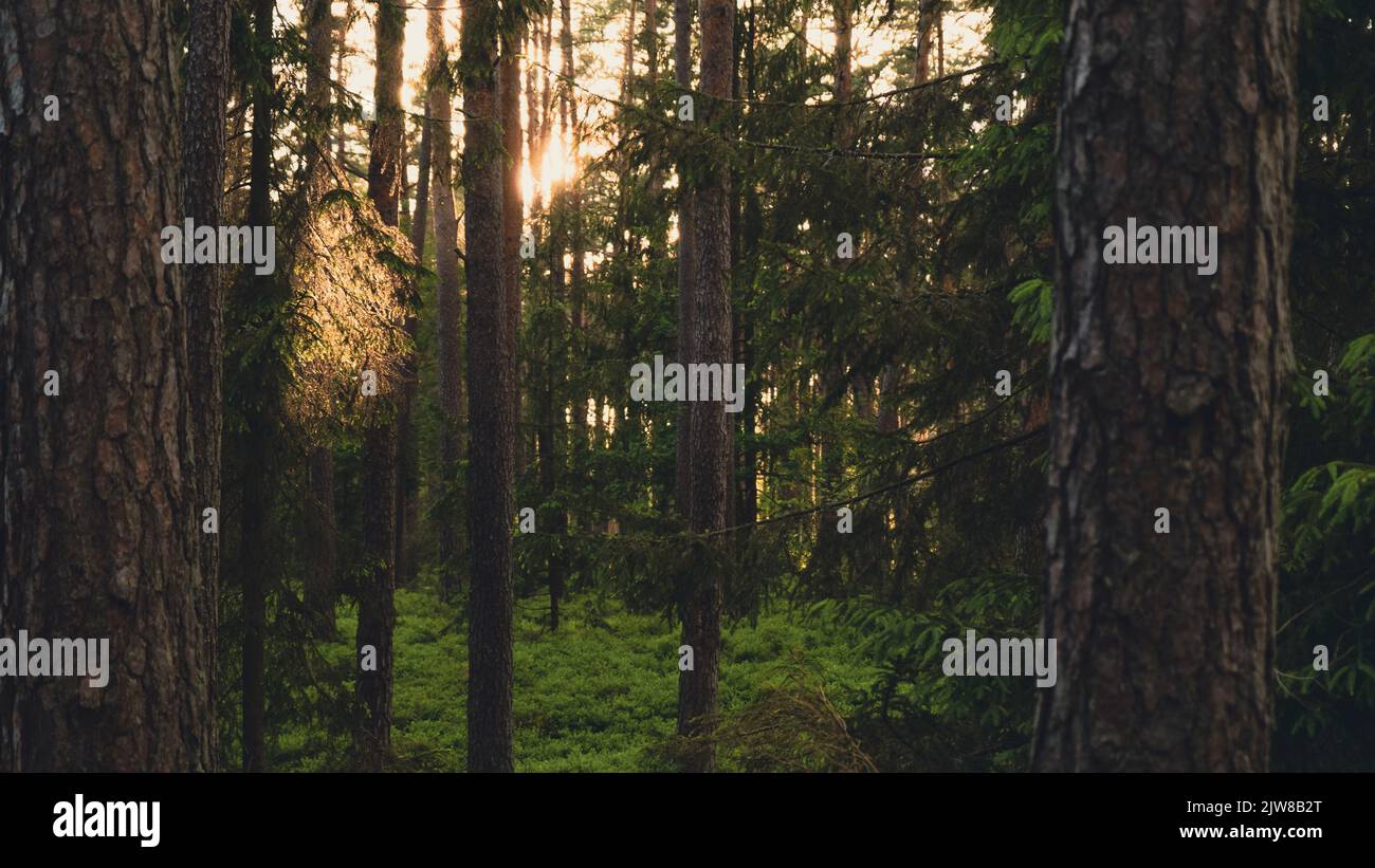 A beautiful shot of pine trees in a pine forest Stock Photo - Alamy