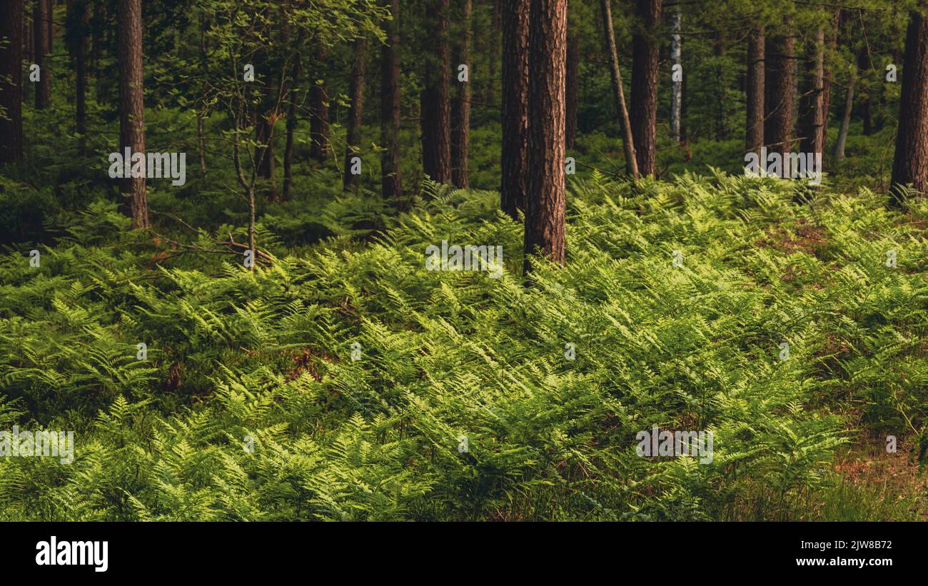 Beautiful shot pine forest hi-res stock photography and images - Alamy