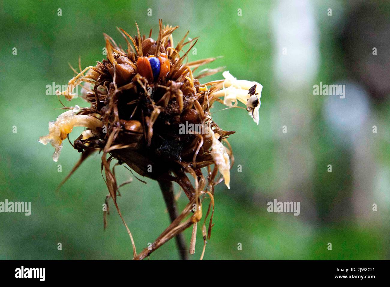 A beautiful view of Croatian carnation empty seed pods Stock Photo Alamy