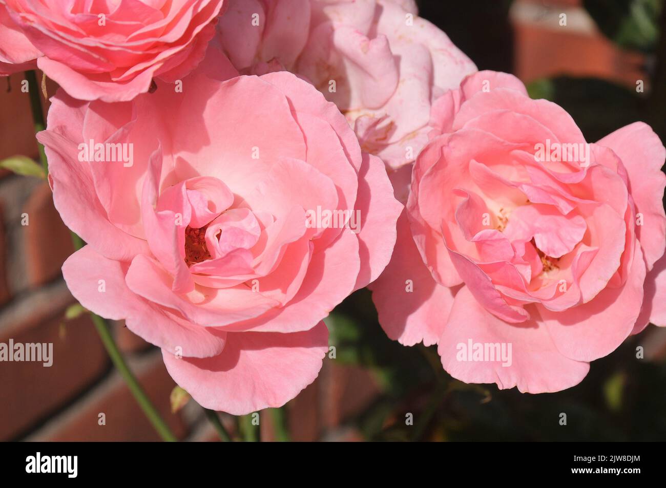 Copenhagen /Denamrk /04 September 2022/ Rose flowers and plants in ...