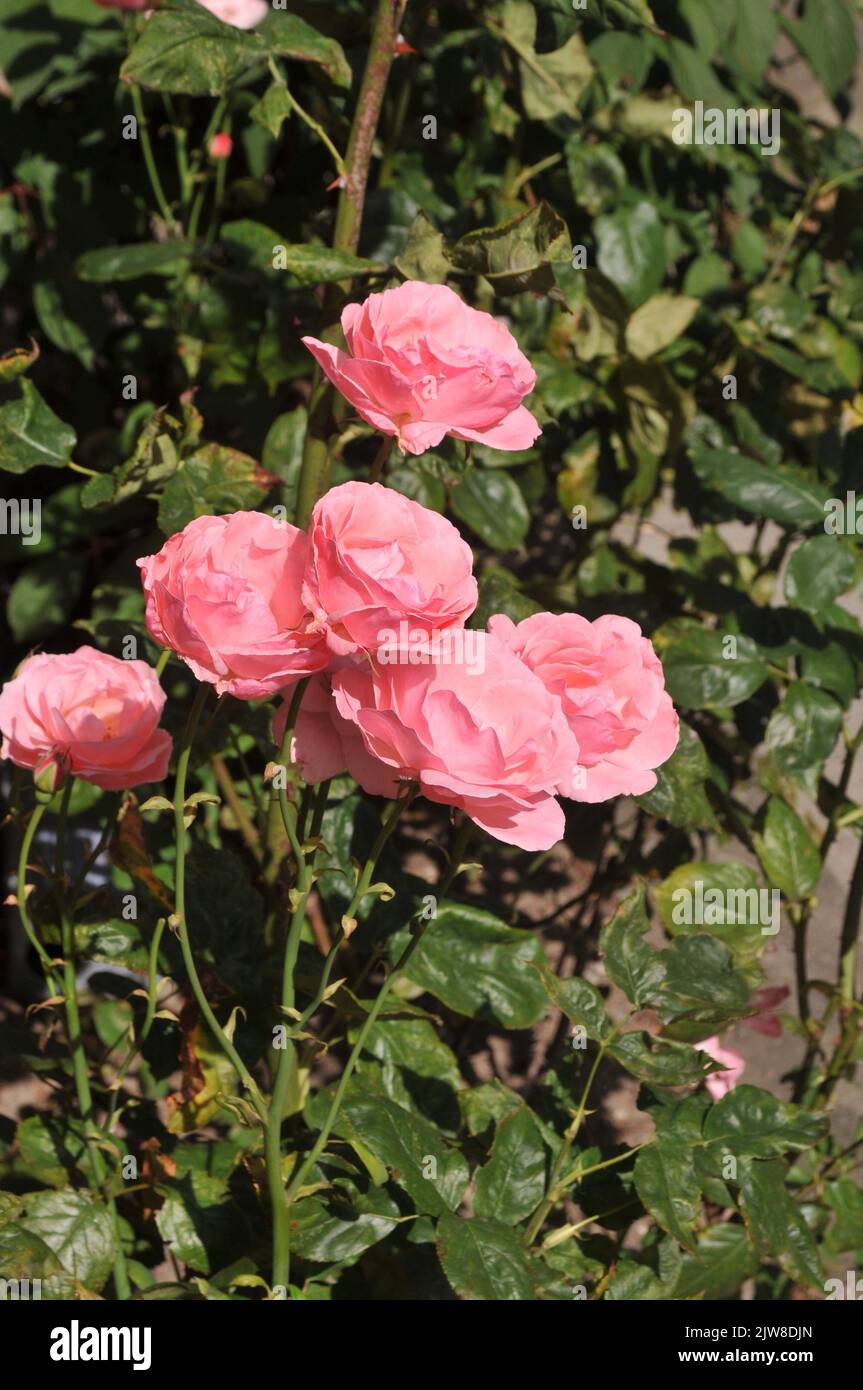 Copenhagen /Denamrk /04 September 2022/ Rose flowers and plants in ...