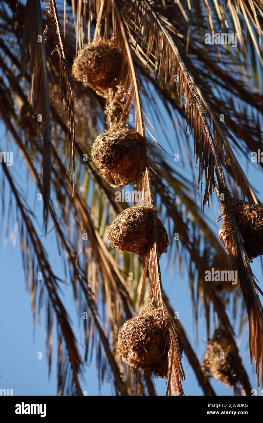 A vertical closeup of coconuts hanging from palm tree branches with a