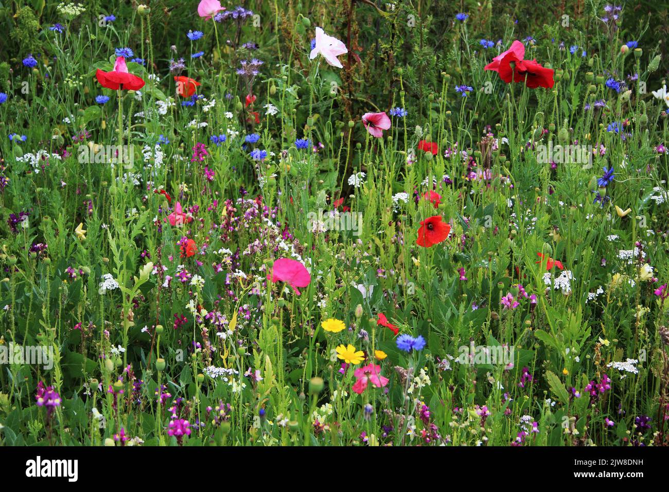 Stunning Wildflower meadow Stock Photo