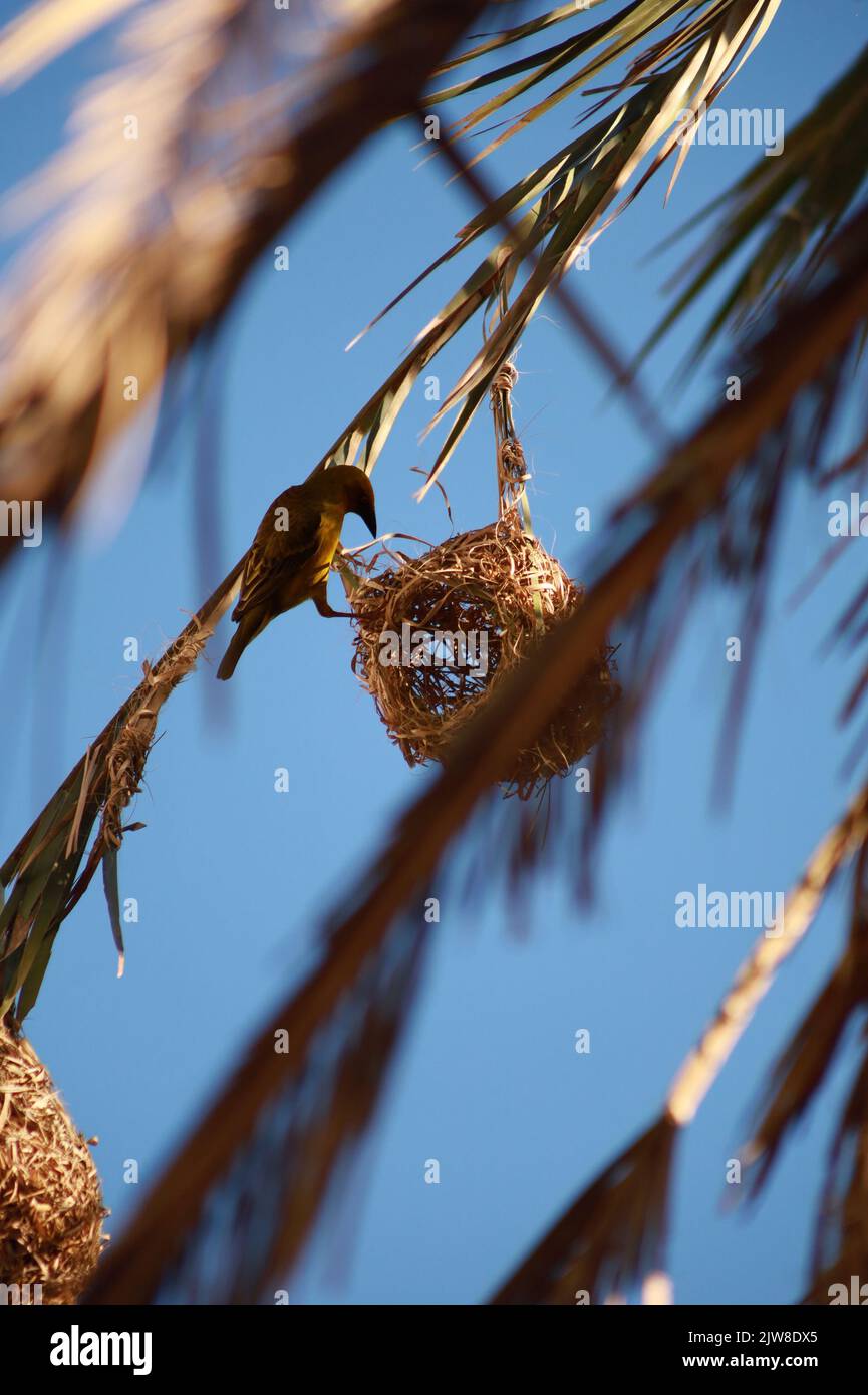 A vertical closeup shot of baya weaver bird's nest hanging from palm