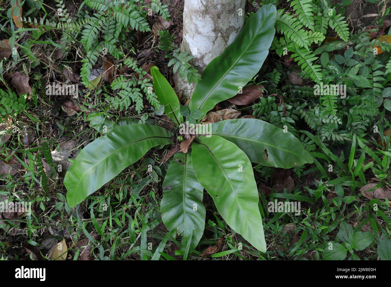 High angle view of an immature Bird's Nest Fern (Asplenium Nidus) plant growing on the ground near a betel nut tree stump root Stock Photo