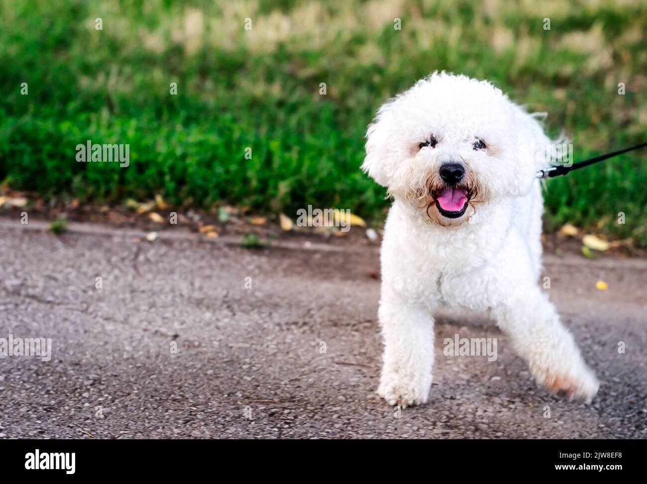 The cute white curly Bishon Frise dog on the walk Stock Photo - Alamy